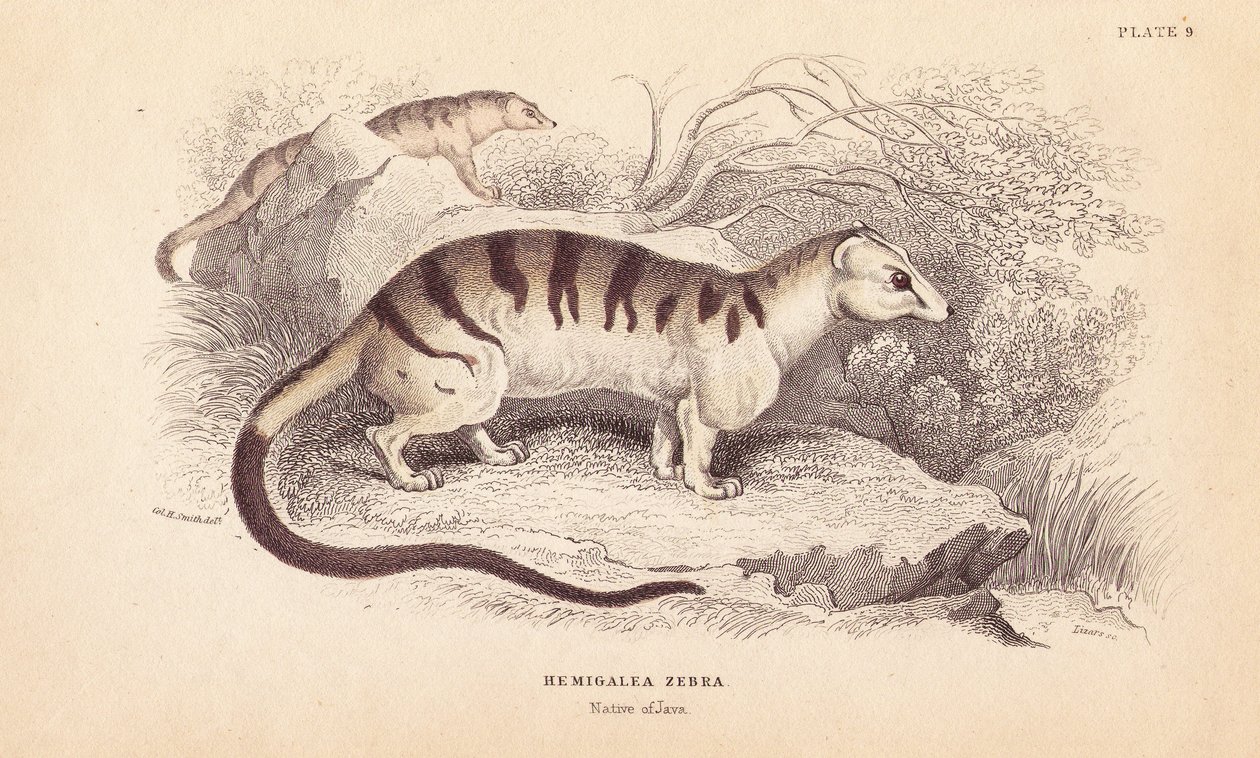 Palmusivettikissa, Hemigalus derbyanus (Hemigalea zebra). Uhanalainen. Lizarsin käsin värjätty teräskaiverrus Charles Hamilton Smithin kuvituksen mukaan William Jardine