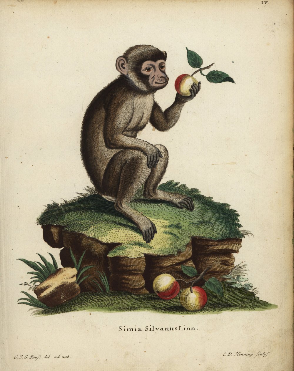 Barbaariapina tai makakki, Macaca sylvanus. Uhanalainen. Simia silvanus Linn. C.D. Henningin käsin värjätty kuparikaiverrus C. J. G. Reussin luonnosta piirtämän kuvituksen mukaan Johann Christian Daniel Schreberin teoksesta Animal Illustrations after Natur tekijältä Unbekannter Künstler