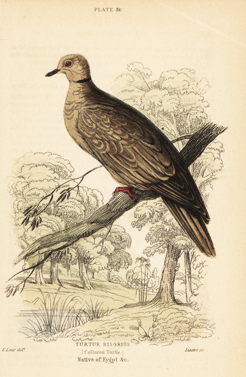 Barbary kyyhkynen, Streptopelia risoria. 1889 (kaiverrus) tekijältä Unbekannter Künstler