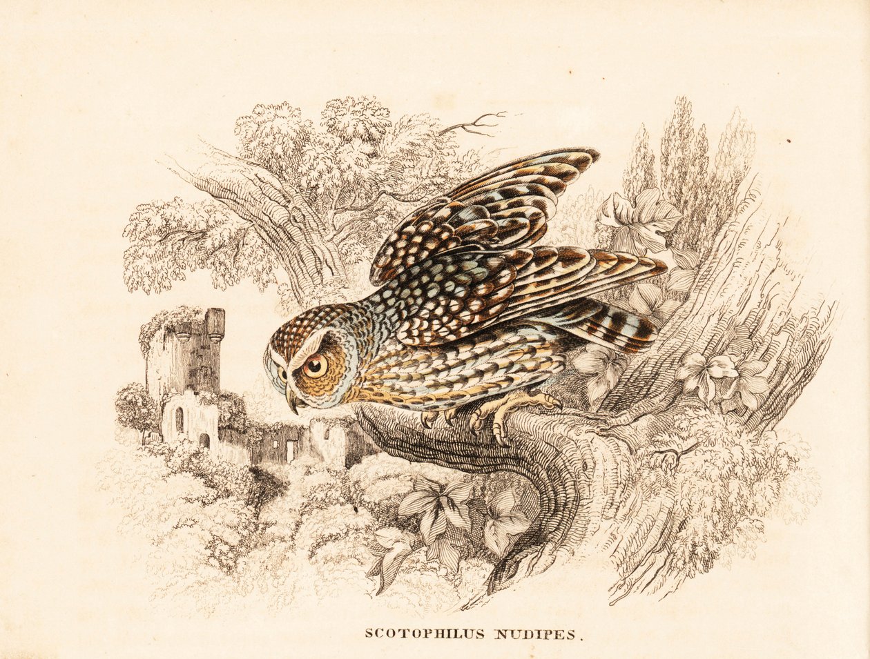 Paljasjalkainen pöllö, Margarobyas lawrencii (Naked-footed night owl, Scotophilus nudipes). Käsinväritetty teräskaiverrus Georg Friedrich Treitschken luonnonhistoriallisesta galleriasta, Naturhistorischer Bildersaal des Thierreiches, Liepzig. tekijältä Unbekannter Künstler