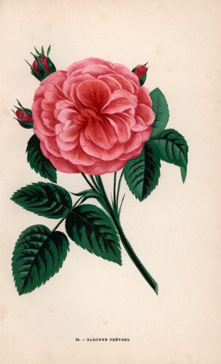 Paronitar Prevostin ruusu, herra Desprezin vuonna 1843 Melunin lähellä Yeblesissä kasvattama hybridi. F. Grobon on piirtänyt ja litografoinut kromolitografian Hippolyte Jamainin ja Eugene Forneyn teoksesta "Les Roses", Pariisi, J. Rothschild. tekijältä Unbekannter Künstler