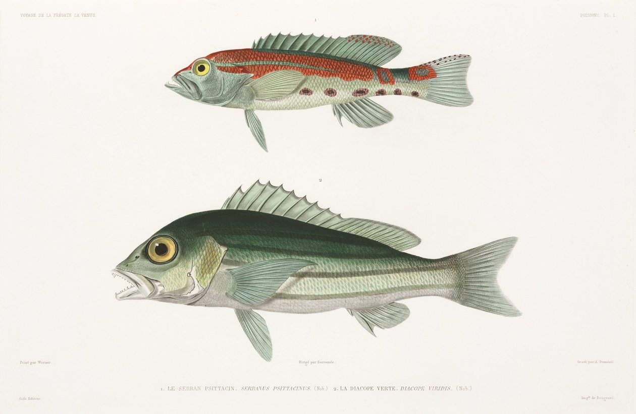 Barred serrano seabass ja Blue and Gold Snapper tekijältä Unbekannter Künstler