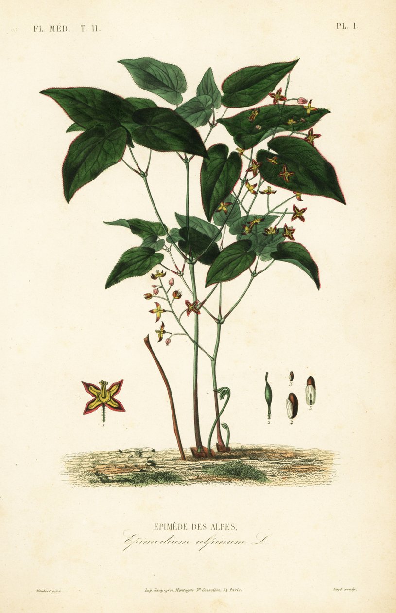 Barrenwort eli piispanhattu, Epimedium alpinum, Epimede des alpes tekijältä Unbekannt