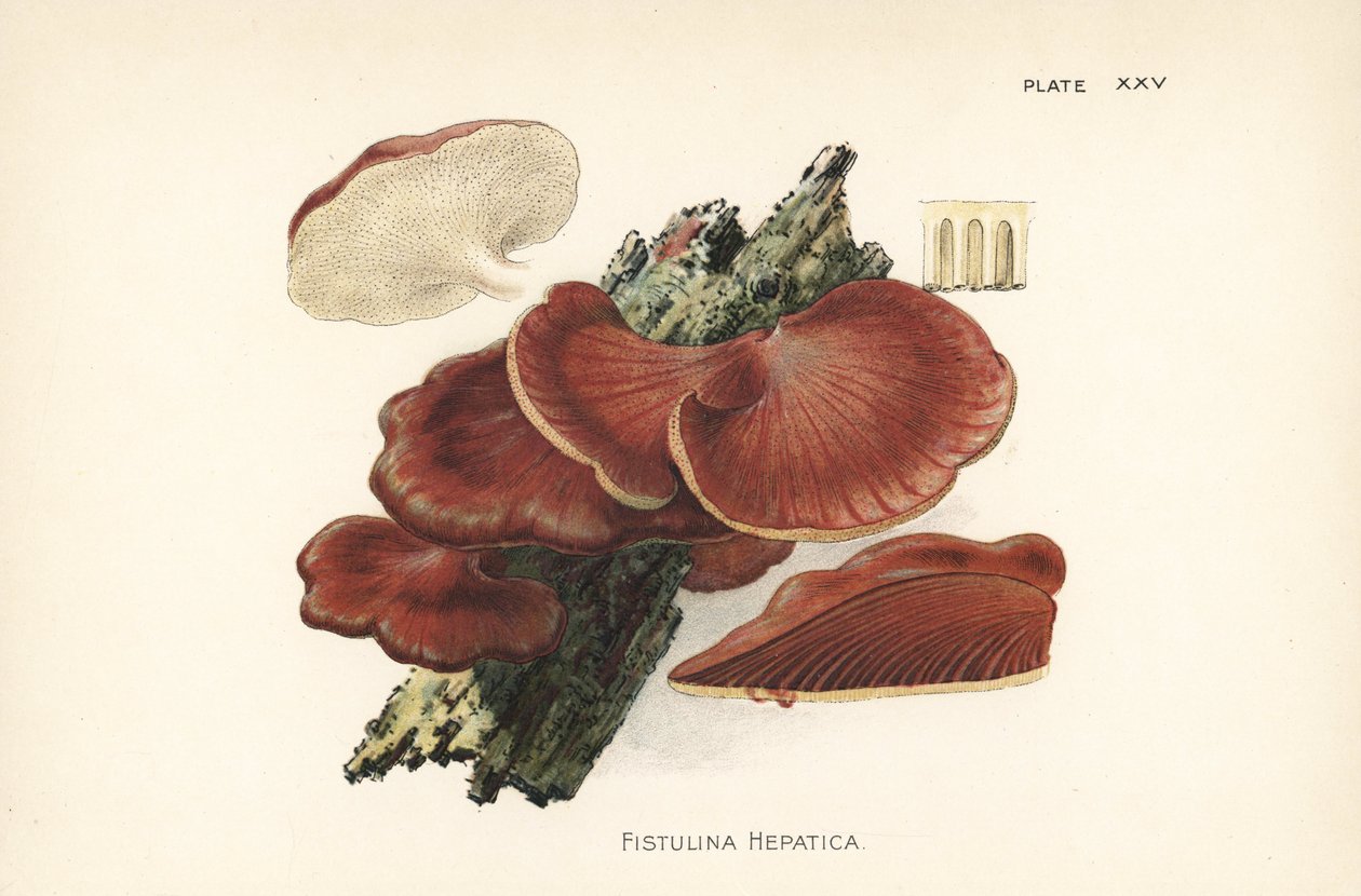 Beefsteak-sieni, Fistulina hepatica. Kromolitografia William Hamilton Gibsonin kasvitieteellisen kuvituksen mukaan hänen kirjastaan Our Edible Toadstools and Mushrooms. tekijältä Unbekannter Künstler