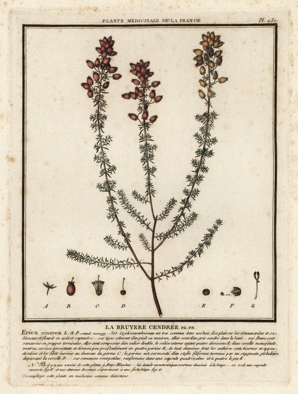 Bell heather, Erica cinerea.    1376839   fi       finnish Successfully Translated  Original: Girl with a rake in fjord landscape Translat: Girl with a rake in fjord landscape 1319038 fi finnish Successfully Translated Original: Buddhist angel--Apsaras Tra tekijältä Unbekannter Künstler