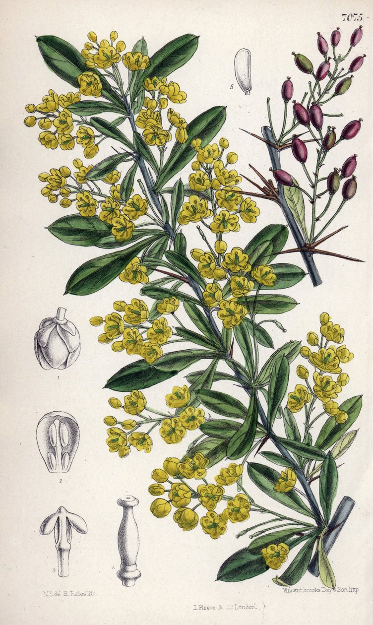 Berberis lycium, länsi-Himalajan keltaisia kukkia kasvava pensas. Matilda Smithin (1854-1926) piirros, E. Batesin litografia, Joseph Dalton Hookerin toimittamassa Curtis Botanical Magazine -lehdessä, jonka on julkaissut L. Reeve and Co Lontoossa, Englannis tekijältä Unbekannter Künstler