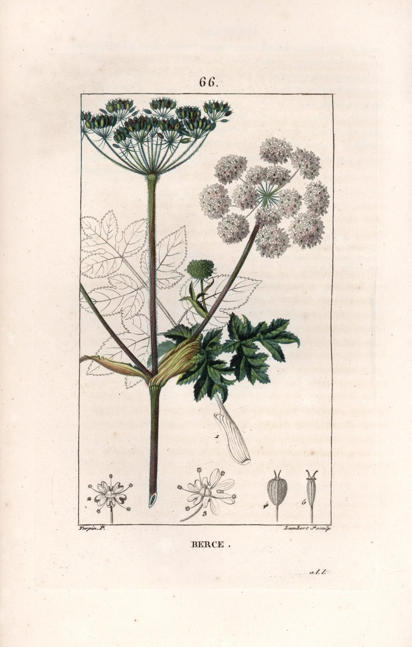 Berce ou charavie - Lambert filsin kaiverrus Pierre Jean Francois Turpinin (1775-1840) piirroksen mukaan, teoksesta La flore medicale, de Chaumeton, Poiret et Chamberet, Pariisi 1830 - Rohto-ohdake tai lehmänpastilli, Heracleum sphondylium - Lambert J tekijältä Unbekannter Künstler