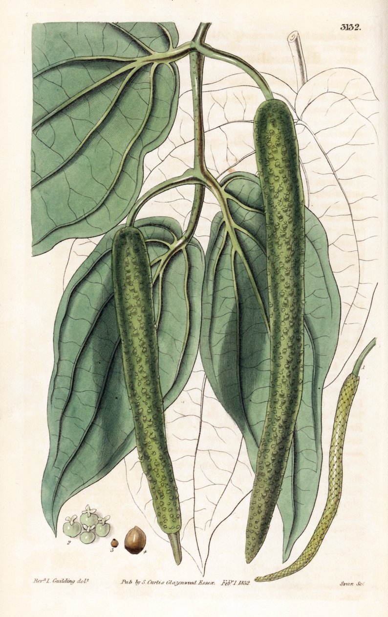 Betel - Betel-pippuri, Piper betle. Swanin käsin tekemä kuparikaiverrus pastori L. Gouldingin kuvituksen mukaan Samuel Curtisin "Botanical Magazine" -lehdestä, Lontoo. tekijältä Unbekannter Künstler