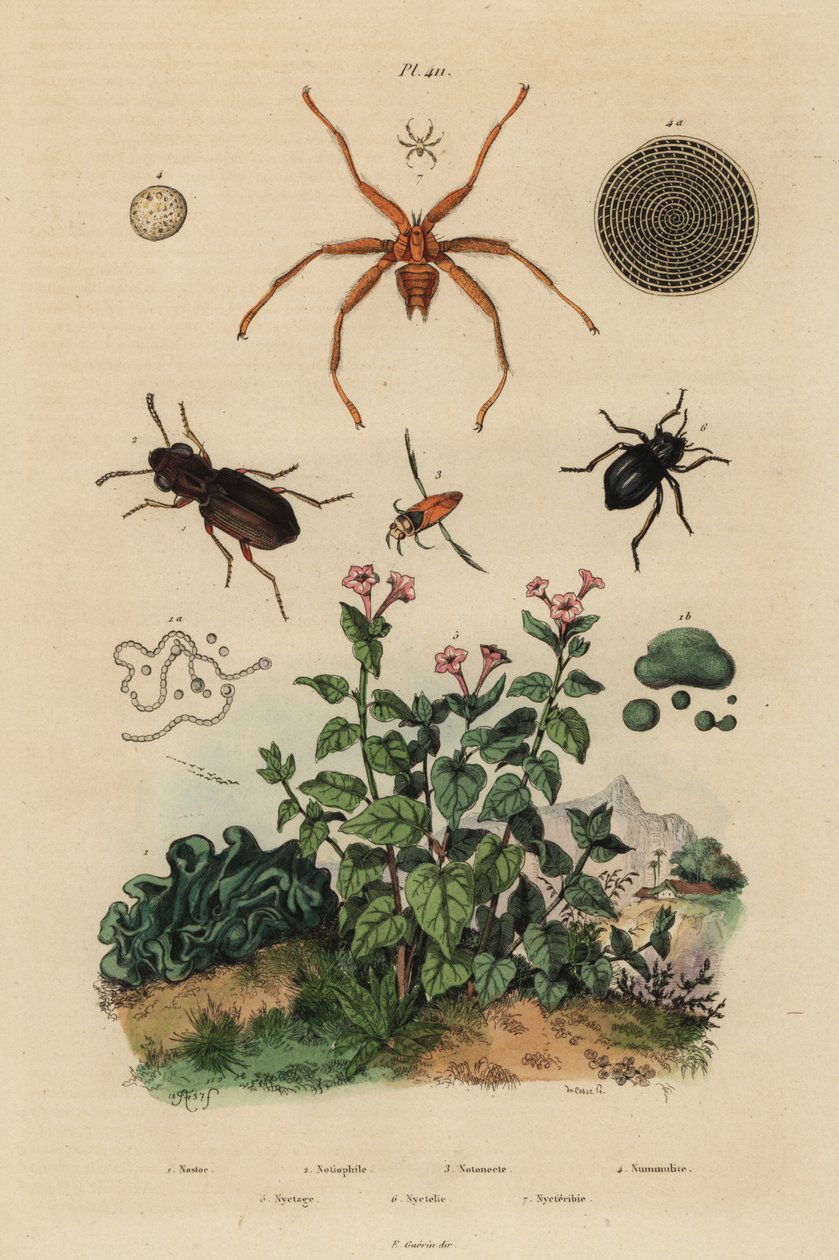 Isosilmäkuoriainen, Notiophilus biguttatus, selkäuimari, Nononecta-lajit, nummuliittifossiili, tummakuoriainen, Nyctelia-lajit, lepakkakärpäs, Nycteribia-lajit tekijältä Unbekannt