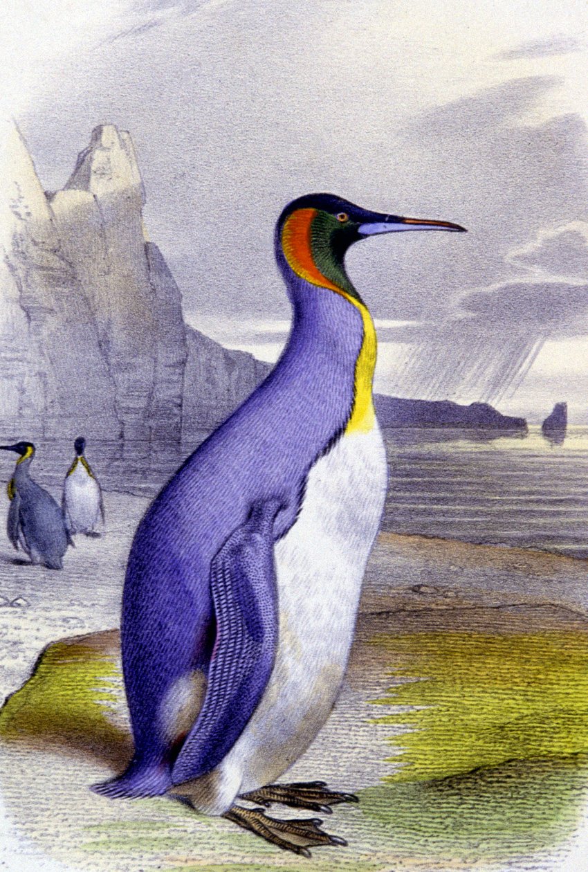 Iso pingviini, noin 1850 (litografia). tekijältä Unbekannter Künstler