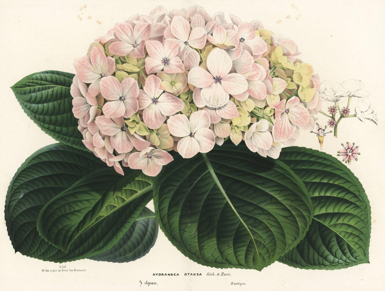 Isolehtinen hortensia, Hydrangea macrophylla (Hydrangea otaksa). Käsin väritetty litografia Louis van Houtten ja Charles Lemairen teoksesta Flowers of the Gardens and Hothouses of Europe, Flore des Serres et des Jardins de l