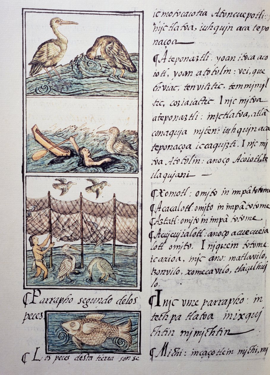 Lintujen metsästys järvelle, sivu Firenzen Codexista, kaksikielinen versio espanjaksi ja nahuatliksi, General History of the Things of New Spain, espanjalainen lähetyssaarnaaja Fray Bernardino de Sahagun (1499-1590). Atsteekkien sivilisaatio tekijältä Benjamin Baud