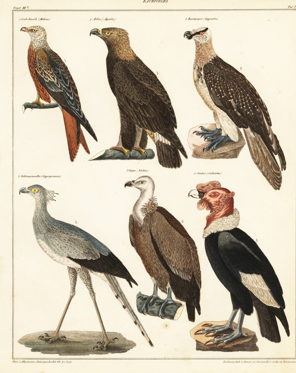 Petolinnut, 1841 (litografia) tekijältä Unbekannter Künstler
