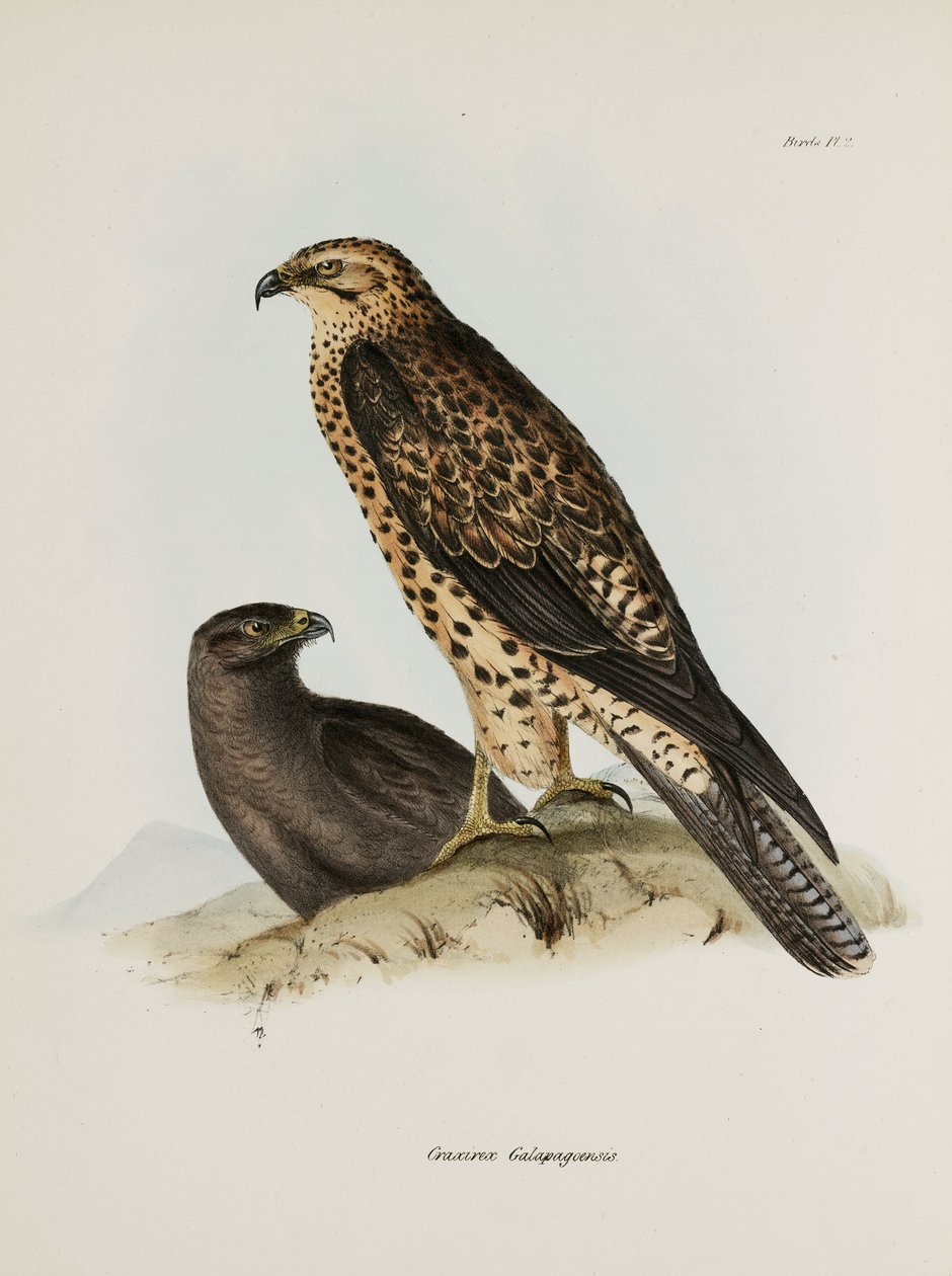 Petolinnut, Galapagossaaret, n. 1832-1836 tekijältä Unbekannt