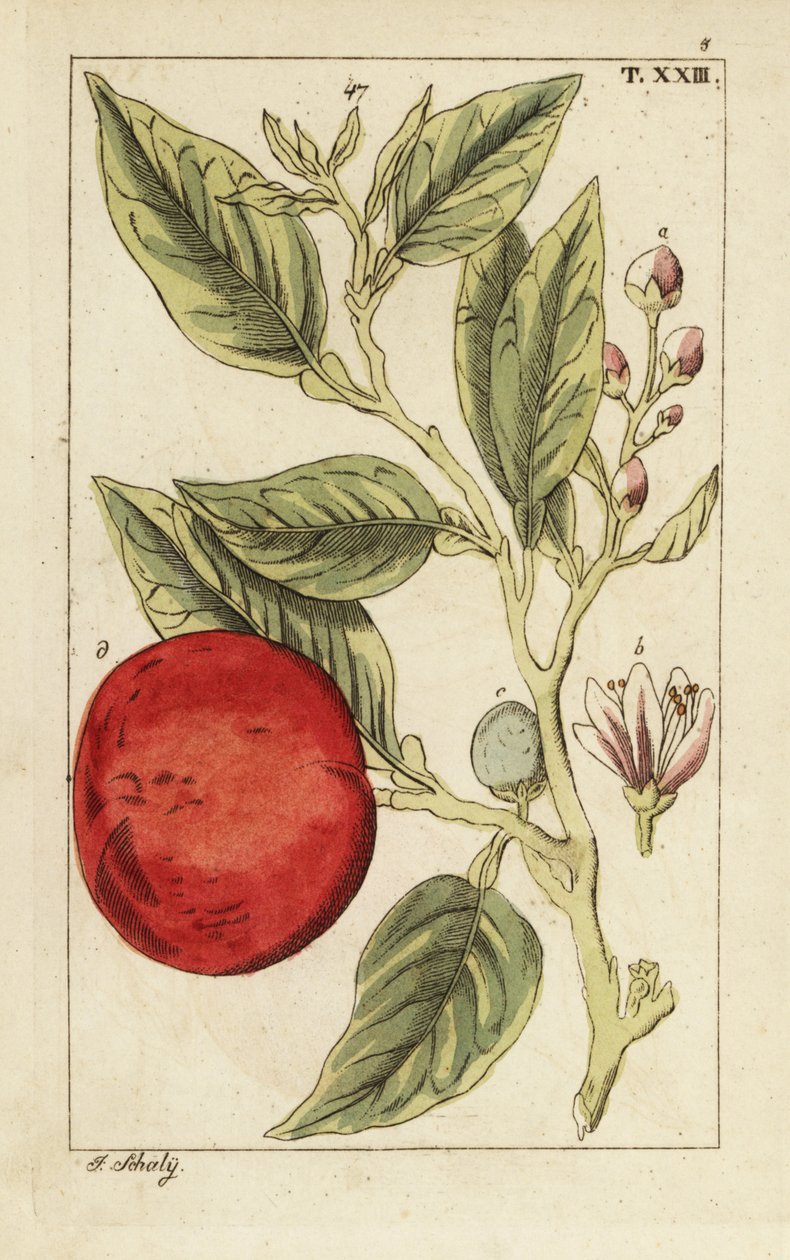 Karvas appelsiini tai Sevillan appelsiini, Citrus x aurantium. tekijältä Unbekannter Künstler