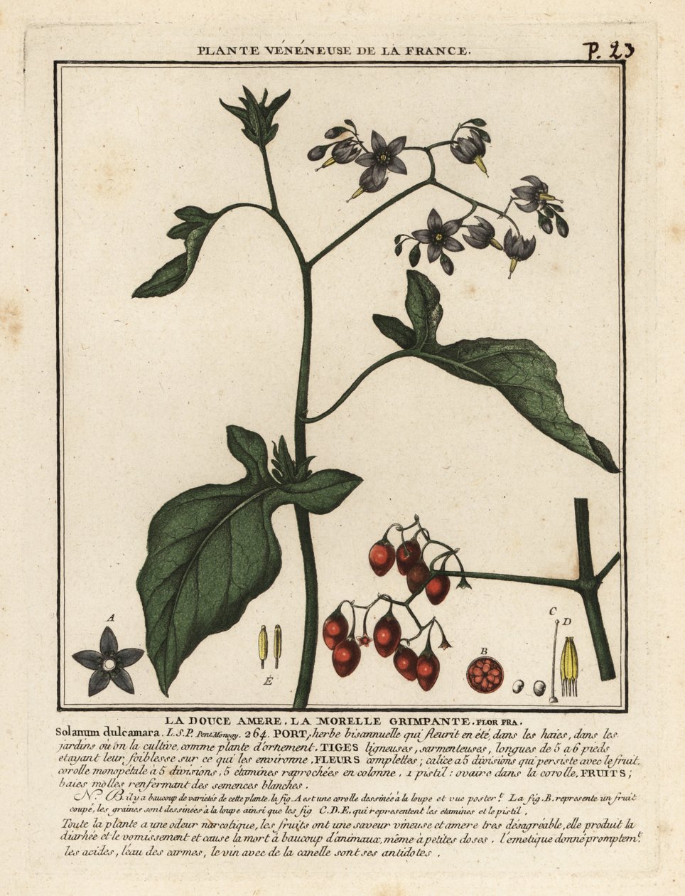 katkeransuloinen yösuoma, Solanum dulcamara. tekijältä Unbekannter Künstler