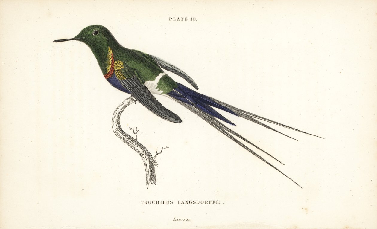 Mustapyrstötiainen, Discosura langsdorffi (Langsdorffin kolibri, Trochilus langsdorffii). William Lizarsin käsin väritetty teräskaiverrus Sir William Jardinen Naturalist