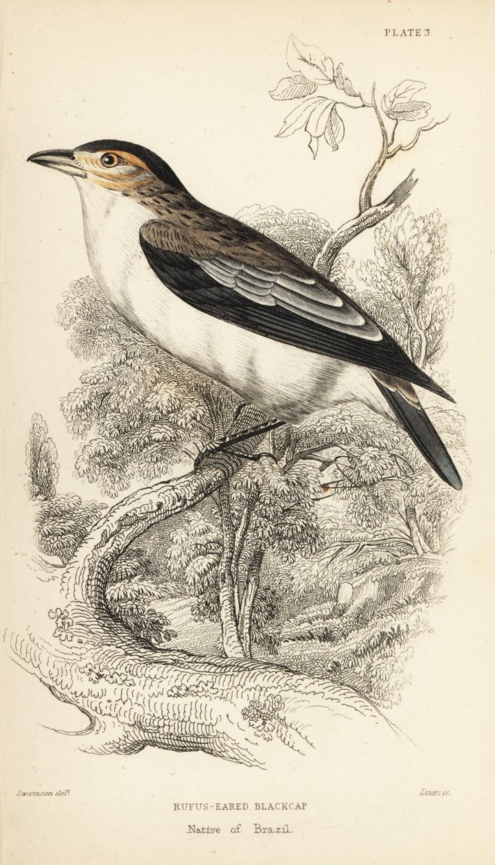 Mustakurkku-uikku, Tityra inquisitor (Rufos-eared black-cap, Psaris erythrogenys). William Lizarsin käsin värjätty teräskaiverrus William Swainsonin kuvituksen mukaan Sir William Jardine