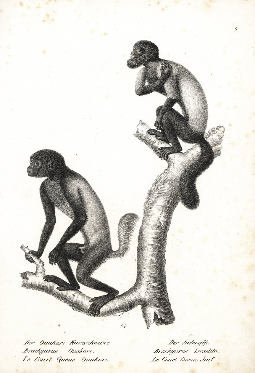Mustapäinen uakari, Cacajao melanocephalus ouakary (Brachyurus ouakari) ja ruskeaselkäinen partasaki, Chiropotes israelita (Brachyurus israelita). Karl Joseph Brodtmannin litografia Heinrich Rudolf Schinzin teoksesta Illustrated Natural History of Animals, tekijältä Unbekannter Künstler