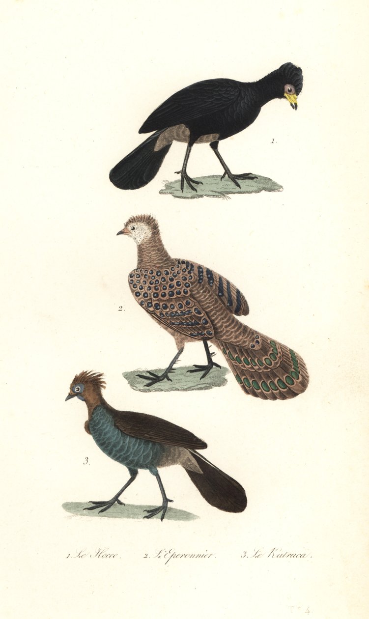 Musta curassow, harmaa riikinkukko-fasaani ja chachalaca. tekijältä Unbekannter Künstler