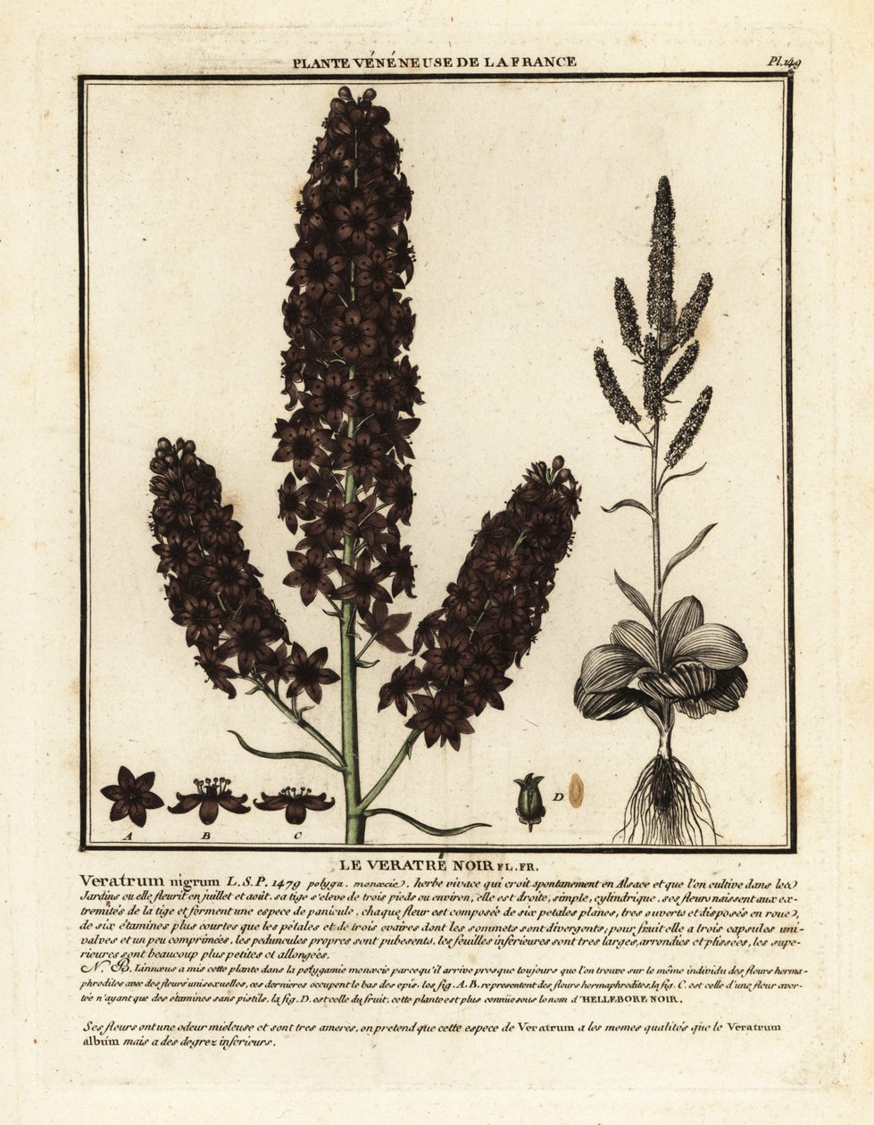 Fals el·lèbor negre, Veratrum nigrum. finlandès tekijältä Unbekannter Künstler