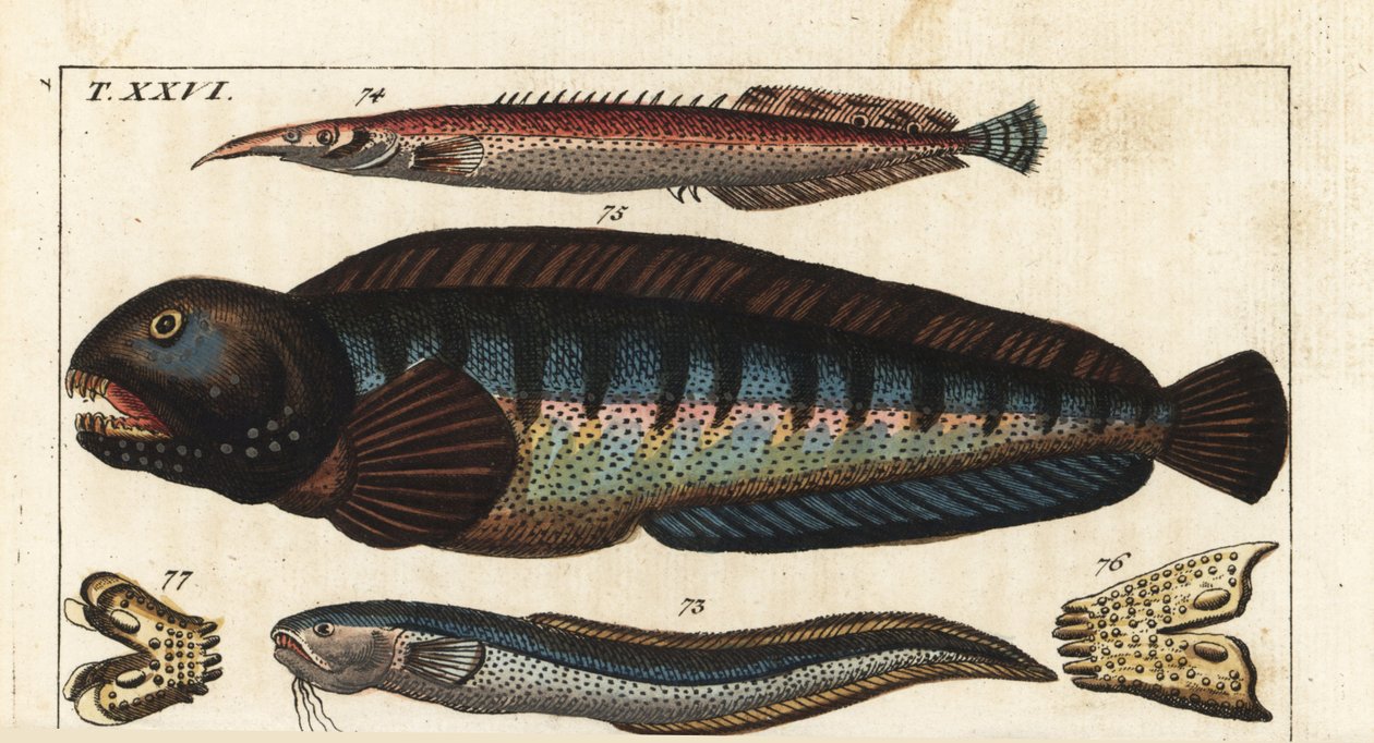 Mustapyrstökala - Kreetan Siam-kala (tai Petite Masta, Ocellee Eel, Trumpet tai Spiny Eel) - Susikala - MacroSnake blenny, Ophidion barbatum 73, lesser spiny eel, Macrognathus aculeatus 74, susikala, Anarhichas lupus 75, ja sen leuka ja hampaat 76,77. Hand tekijältä Unbekannter Künstler