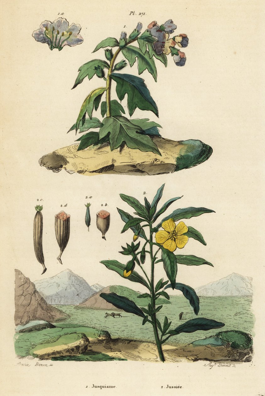 Musta kananpoika, Hyoscyamus niger 1 ja perulainen esikapaju, Ludwigia peruviana 2 tekijältä Unbekannt