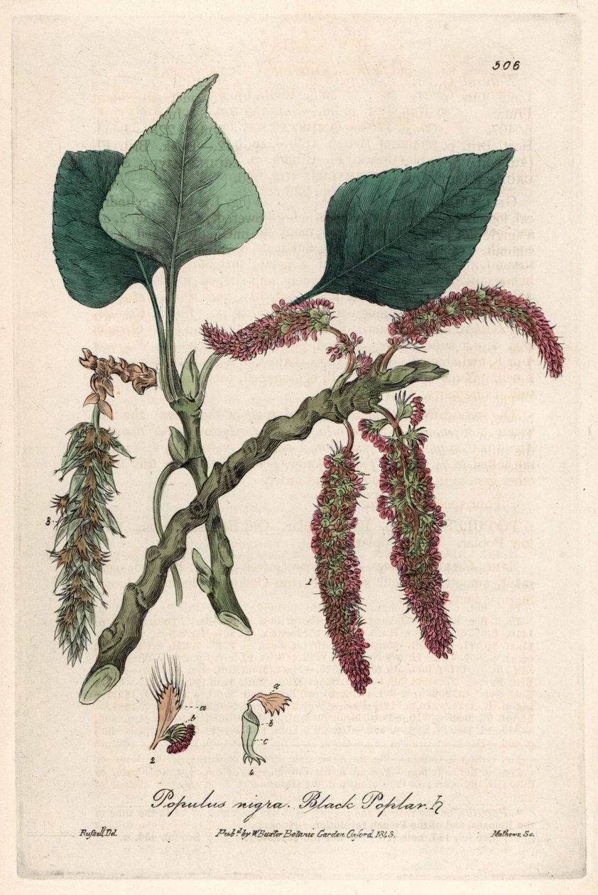 Mustapoppeli, liard tai piboule (Populus nigra) - Isaac Russellin kasvitieteellinen taulu, kaiverrettu Charles Matthewsin toimesta, otettu William Baxterin (1788-1871) teoksesta "English Botanical Phenomenes". tekijältä Unbekannter Künstler