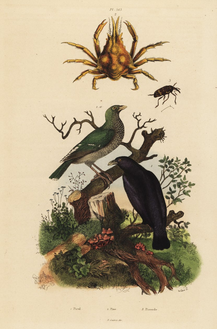 Musta oriole, Oriolus hosii 1, vihreä oriole, Oriolus flavocinctus 1a, nelisarvinen hämähäkkirapu, Pisa tetraodon 2, kärsäkuoriainen, Pissodes-lajit 3 tekijältä Unbekannt