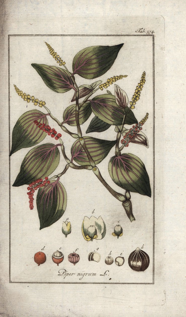 Mustapippuri (Piper nigrum). Litografia Johannes Zornin (1739-1799) teoksesta "Afbeelding der Artseny-Gewassen", Alankomaat. tekijältä Unbekannter Künstler