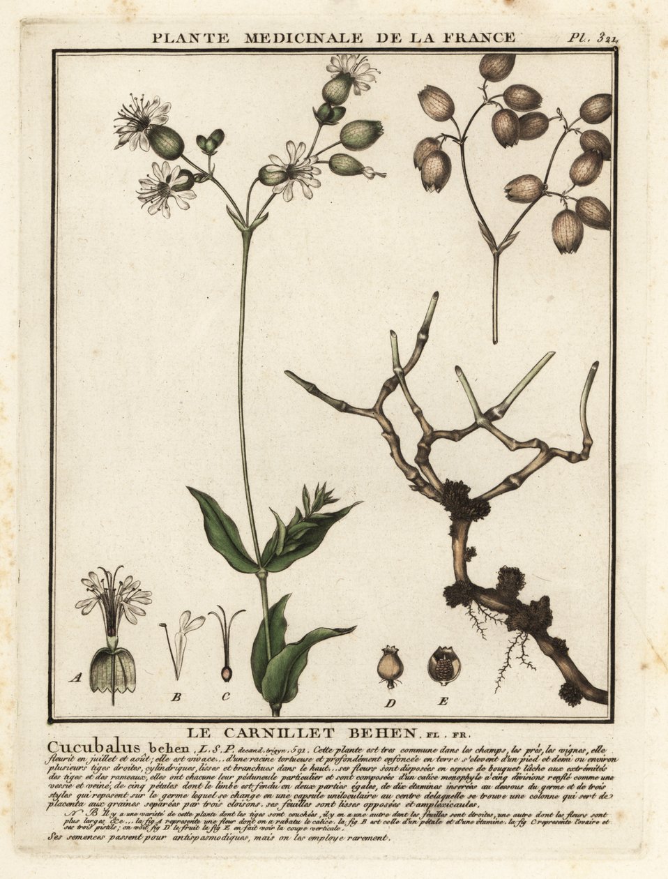 Virtsarakon kampi, Silene vulgaris. tekijältä Unbekannter Künstler