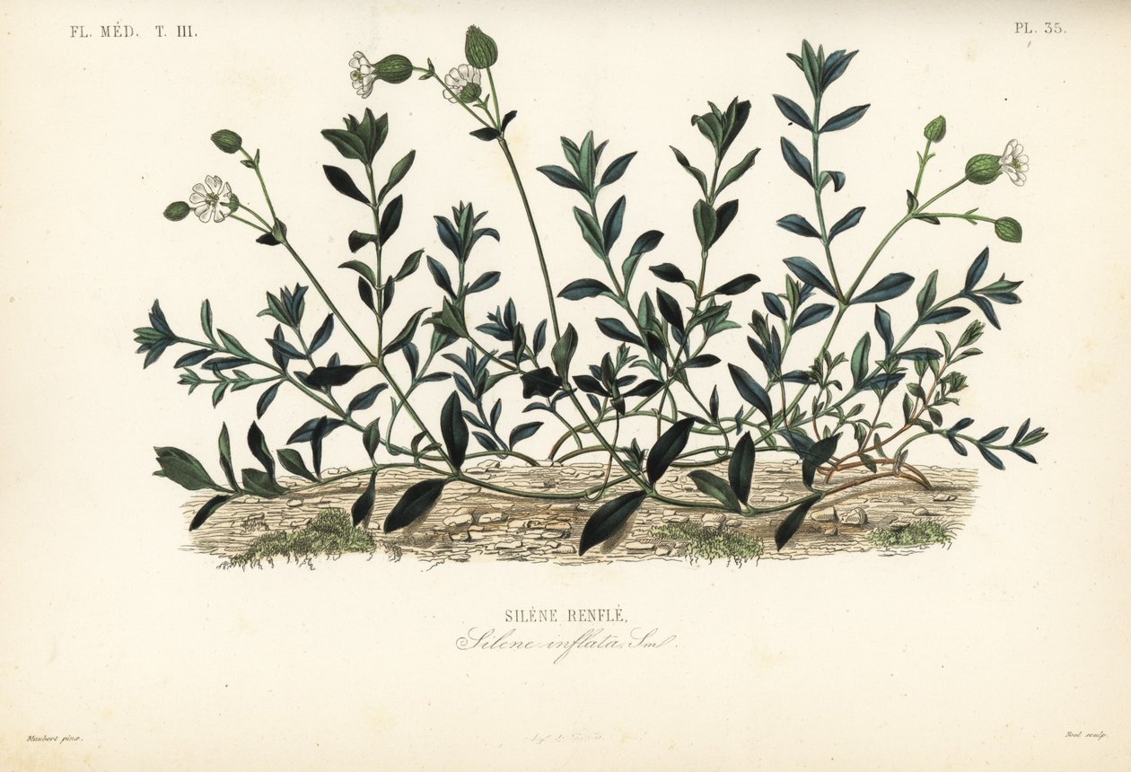 Virtsarakon mestari, Silene vulgaris, Silene inflata, Silene renfle tekijältä Unbekannt