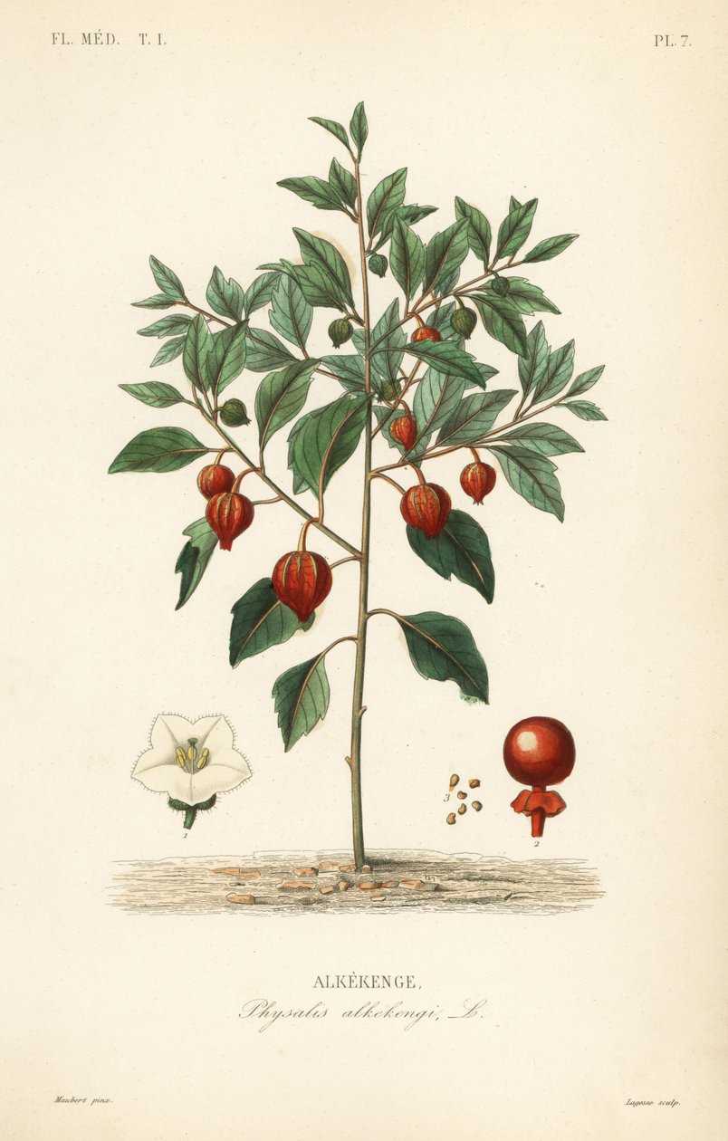 Virtsarakkokirsikka tai kiinalainen lyhty, Physalis alkekengi, Alkekenge tekijältä Unbekannt