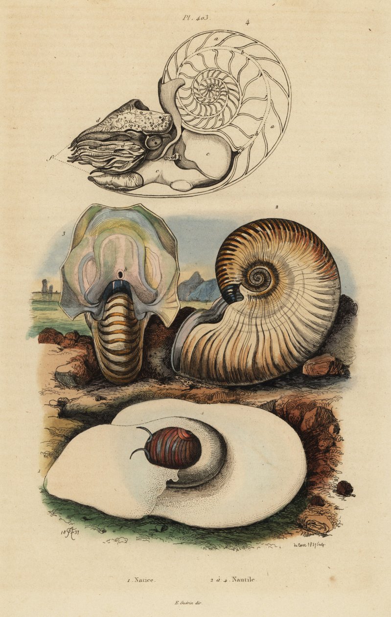 Virtsarakkokuun etana, Neverita didyma 1, crusty nautilus, Nonion navel 2 ja chambered nautilus, Nautilus pompilius 3,4 tekijältä Unbekannt