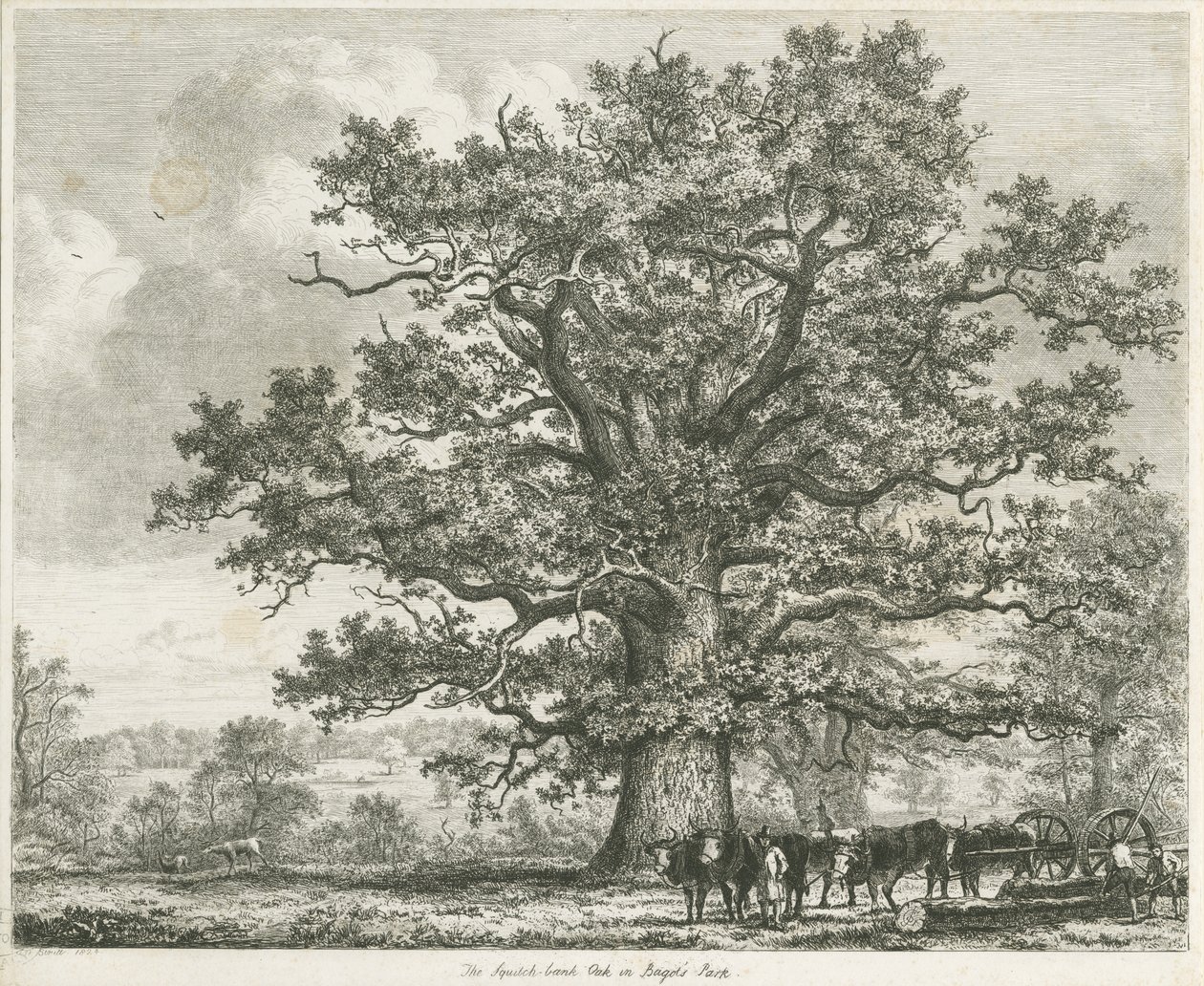 Blithfield - Squitch-bank Oak: etsaus, 1824 tekijältä Unbekannt