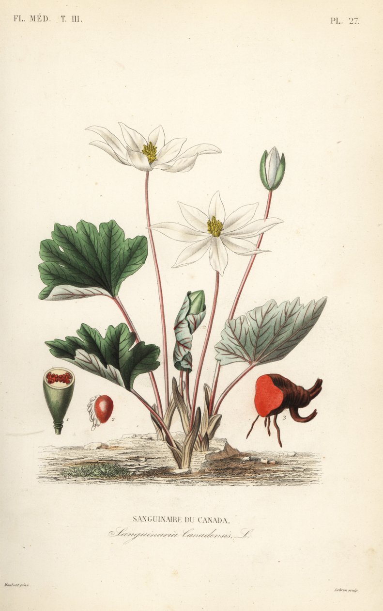 Bloodroot, Sanguinaria canadensis, Bloodthirsty Canada tekijältä Unbekannt