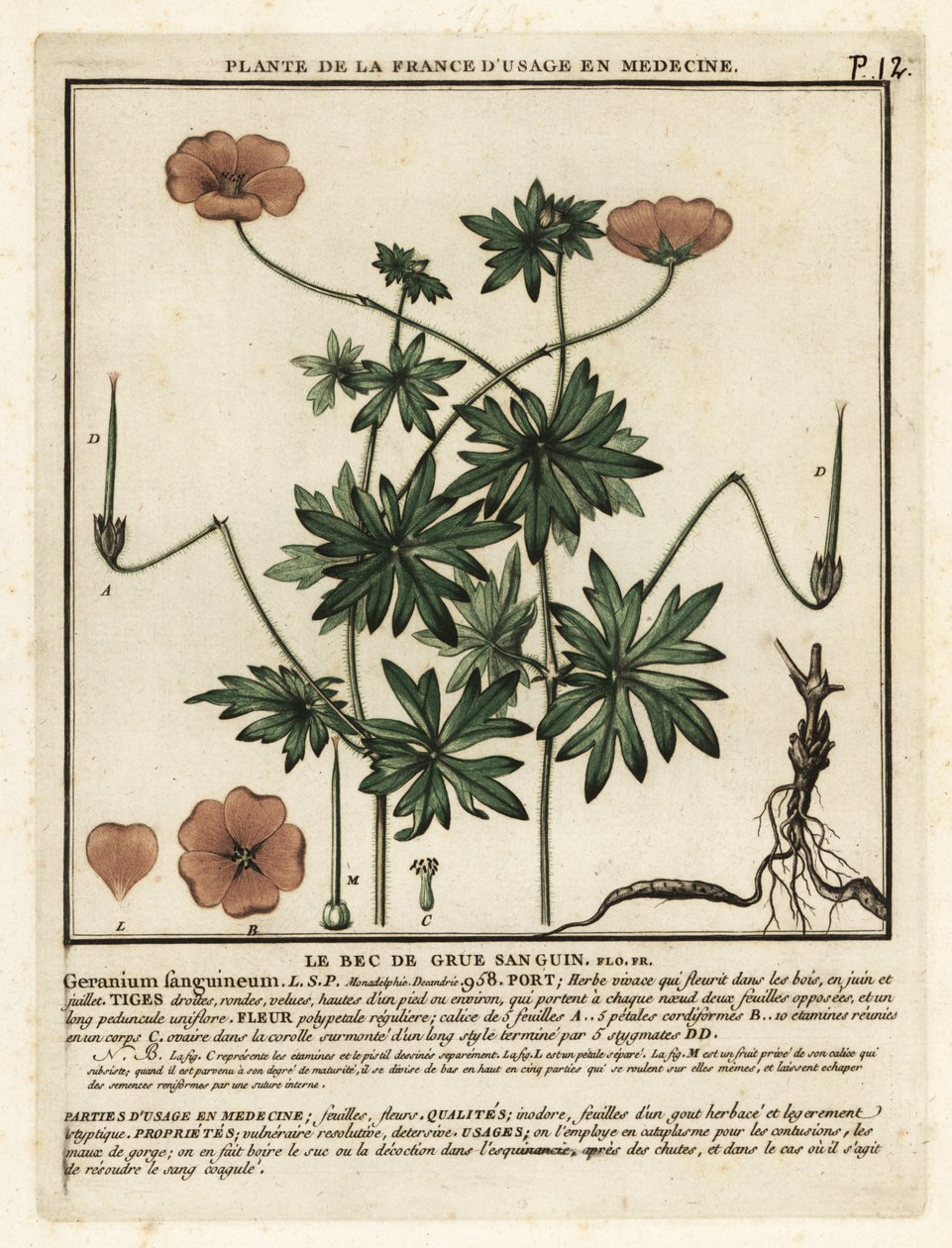 Verinen kurkun nokka, Geranium sanguineum. tekijältä Unbekannter Künstler