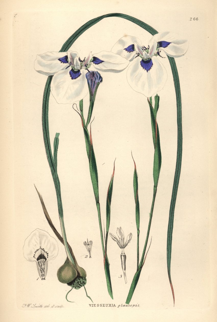 Blue-eyed Uintjie tai Blouooguintjie, Moraea aristata (Ocellate viesseuxia, Vieusseuxia glaucopis). Frederick W. Smithin piirtämä ja kaiverruttama käsinvärinen kuparilevy John Lindleyn ja Robert Sweetin teoksesta Ornamental Flower Garden and Shrubbery, G.  tekijältä Unbekannter Künstler