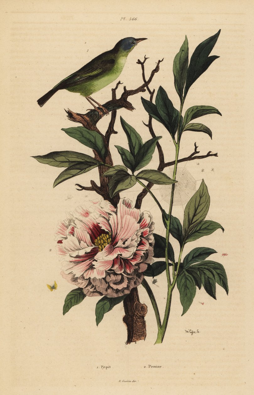 Sinipäinen fantail, Rhipidura cyaniceps 1 ja pioni, Paeonia suffruticosa 2 tekijältä Unbekannt