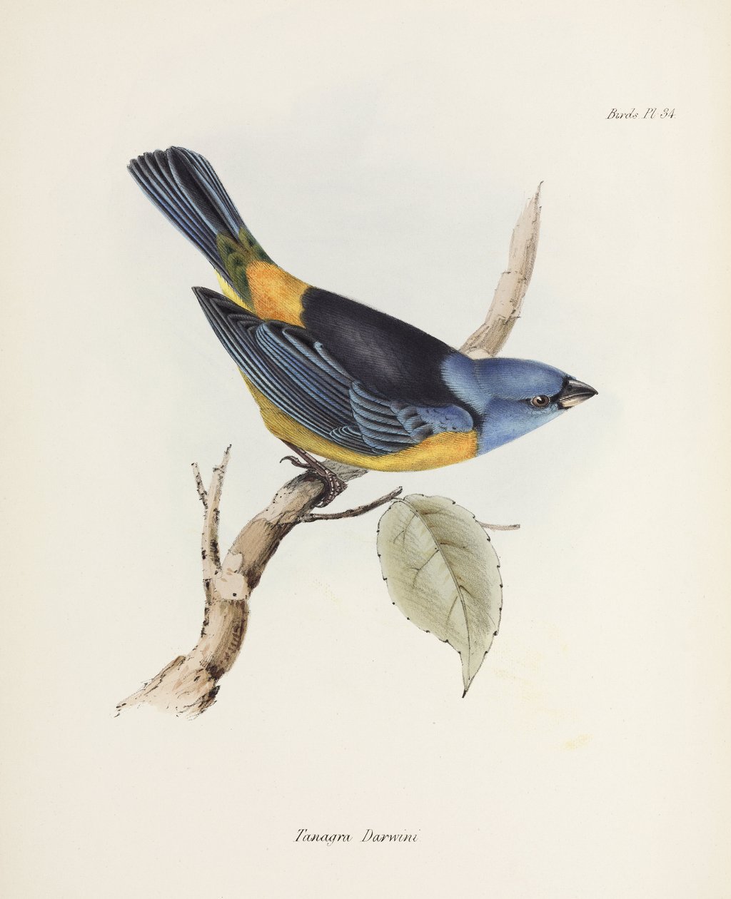 Sininen ja keltainen tanager, Etelä-Amerikka, n. 1832-1836 tekijältä Unbekannter Künstler