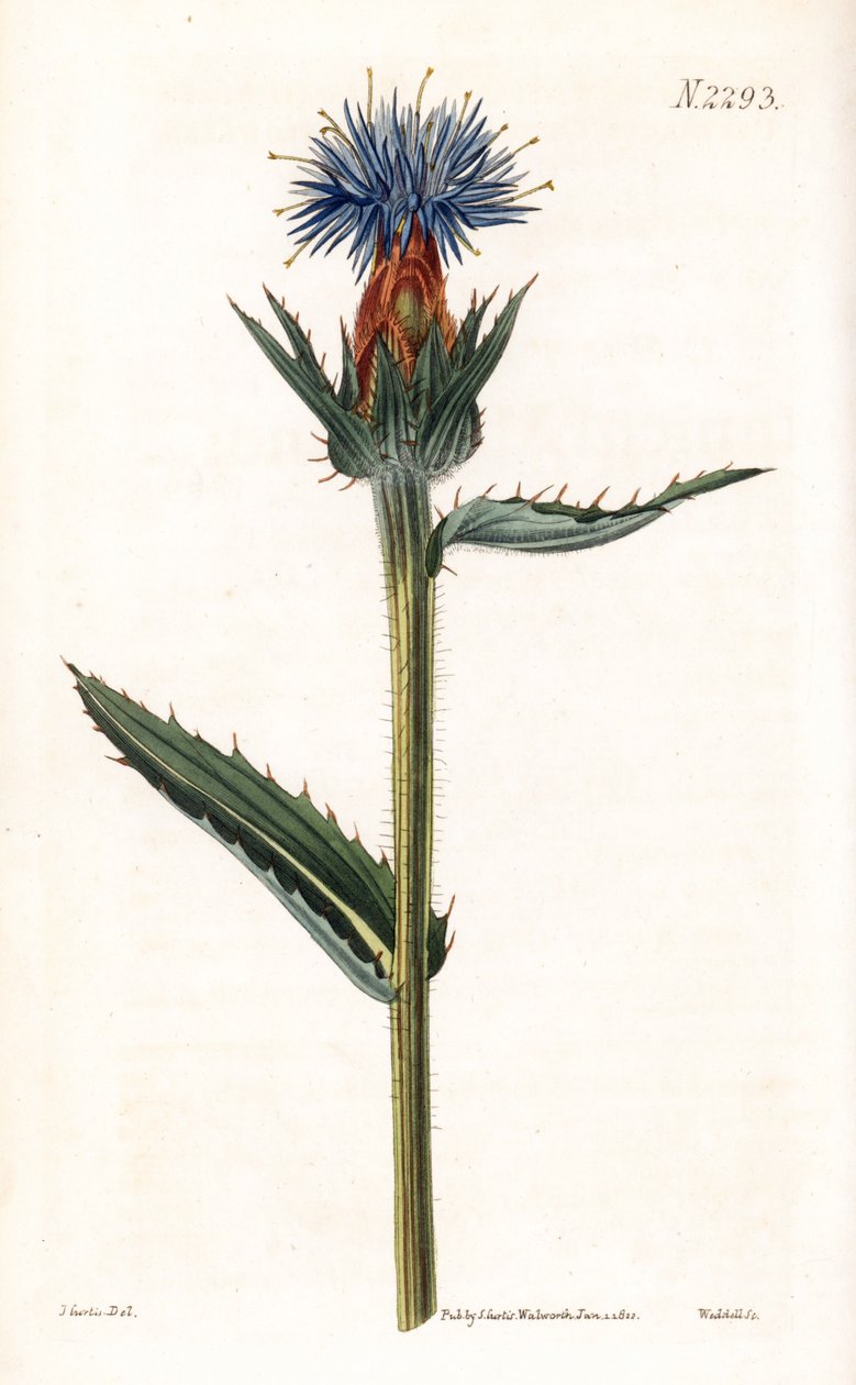 Blue cardoncelle - Sininen ohdake tai sinikukkainen karthamus, Carthamus caeruleus. Weddellin käsin tekemä kuparikaiverrus John Curtisin kuvituksen mukaan Samuel Curtisin "Botanical Magazine" -lehdestä, Lontoo. tekijältä Unbekannter Künstler