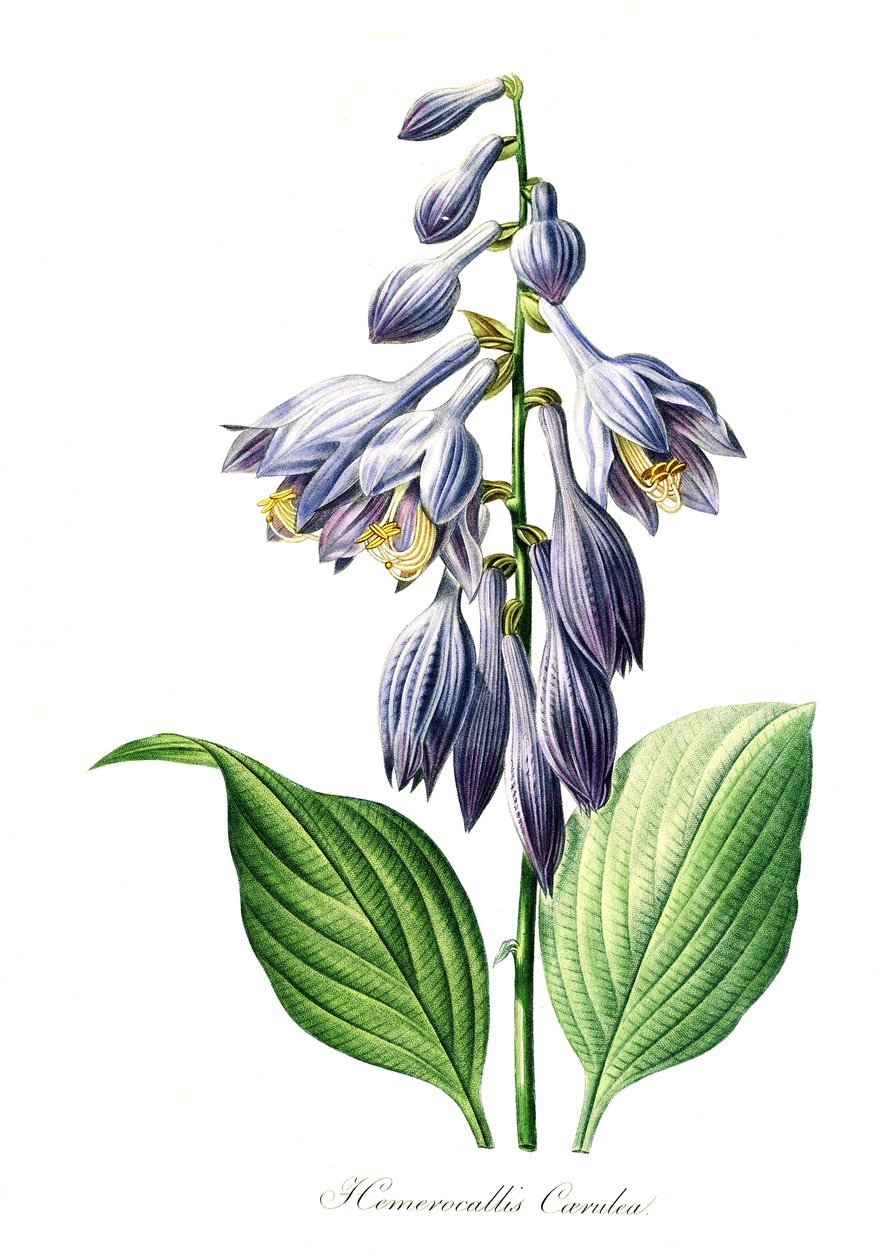 Sininen päivänlilja (Hemerocallis) caerulea, digitaalinen jäljennös alkuperäisestä 1700-luvulta, alkuperäistä päivämäärää ei tunneta. tekijältä Unbekannter Künstler