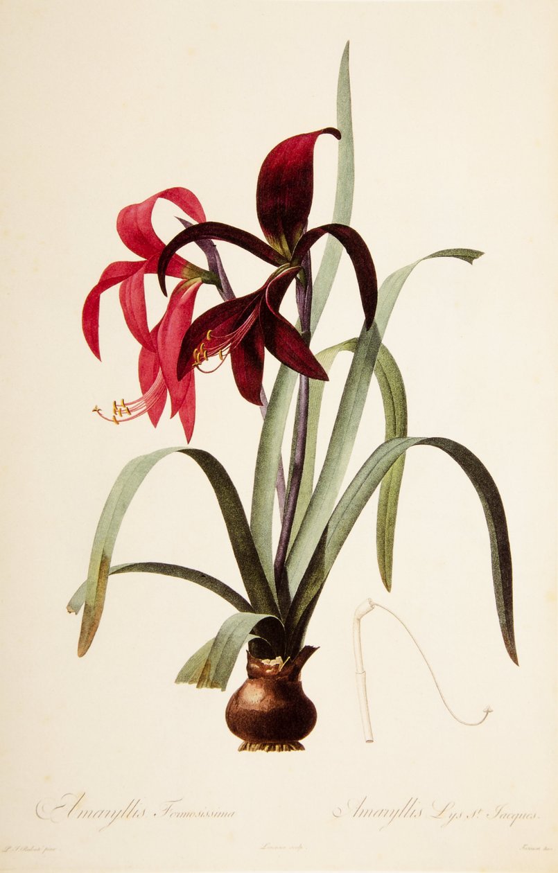 Kasvitieteellinen kuvitus/Redoubt/Sprekelia formosissima/Saint James Lily/Jacobean Lily tekijältä William M. Timlin