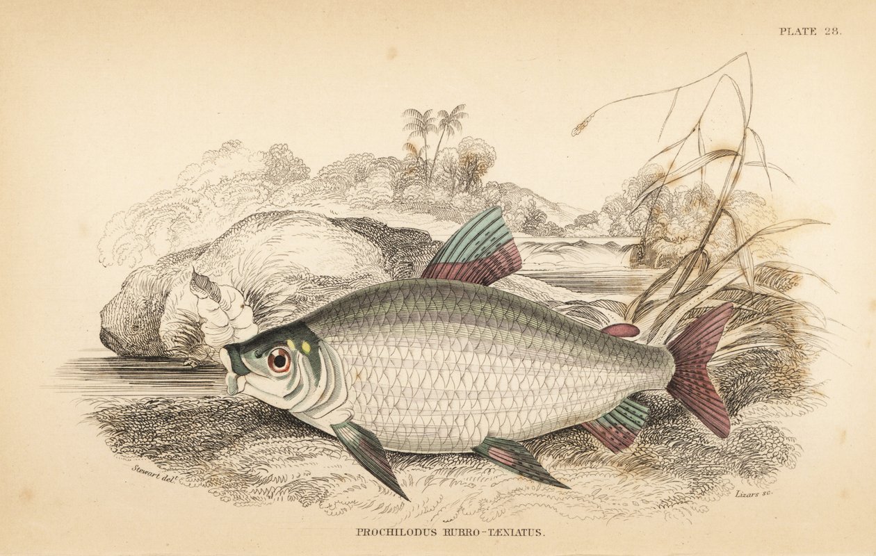 Bocachico tai koulimata, Prochilodus rubrotaeniatus (kalpea punaruutuinen lohikarppi, Prochilodus rubro-taeniatus). W.H. Lizarsin käsin tekemä teräskaiverrus James Stewartin kuvituksen mukaan Robert Schomburgin teoksesta Fishes of Guiana, joka on osa Sir W tekijältä Unbekannter Künstler