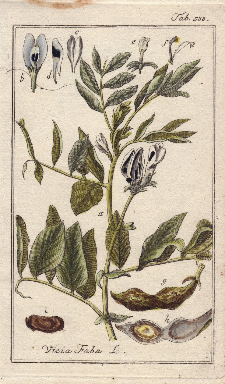 Kasvitieteellinen nimi: Vicia faba, papukasvi, jolla on kukkia, lehtiä ja papuja palkoissa. Käsin värjätty kuparikaiverrus B. Thannerin piirroksesta Johannes Zornin teoksesta "Icons plantarum medicinalium", Saksa. tekijältä Unbekannter Künstler