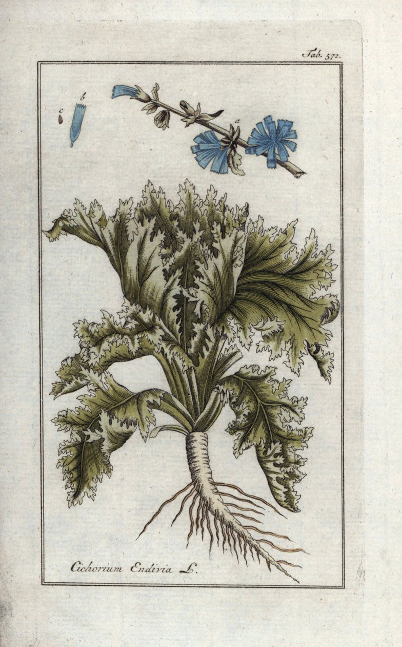 Kasvitieteellinen nimi: Endive, Cichorium endivia. Käsin värjätty kuparipainettu kasvitieteellinen kaiverrus Johannes Zornin teoksesta "Afbeelding der Artseny-Gewassen", Jan Christiaan Sepp, Amsterdam. tekijältä Unbekannter Künstler