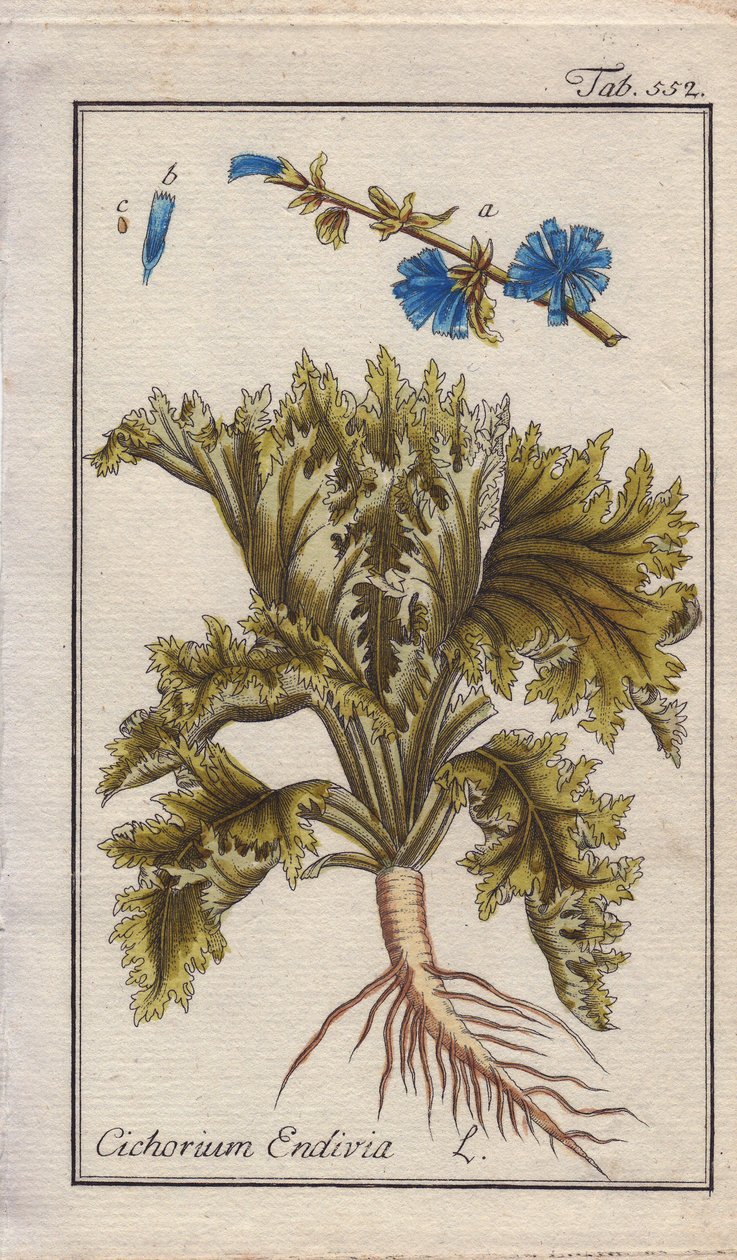 Kasvitieteellinen nimi: Endiivikasvi, jossa on juuret, lehdet ja kukat, Cichorium endivia. Käsinväritetty kuparikaiverrus B. Thannerin piirroksesta Johannes Zornin teoksesta "Icons plantarum medicinalium", Saksa. tekijältä Unbekannter Künstler