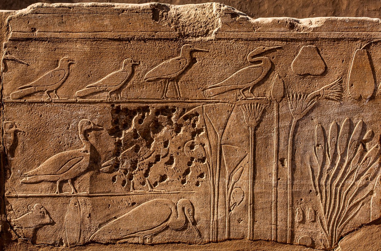 Thutmosis III:n kasvitieteellinen puutarha, jossa on kohokuvioita kasveista ja eläimistä, Karnakin temppeli, Luxor, Thebes, Egypti, Afrikka (kuva) tekijältä Unbekannter Künstler