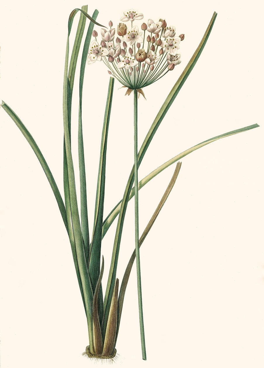 Kasvitieteellinen kuva/Rdoute/Butomus umbellatus/Umbelly Butome/Flower Bangle tekijältä Unbekannt