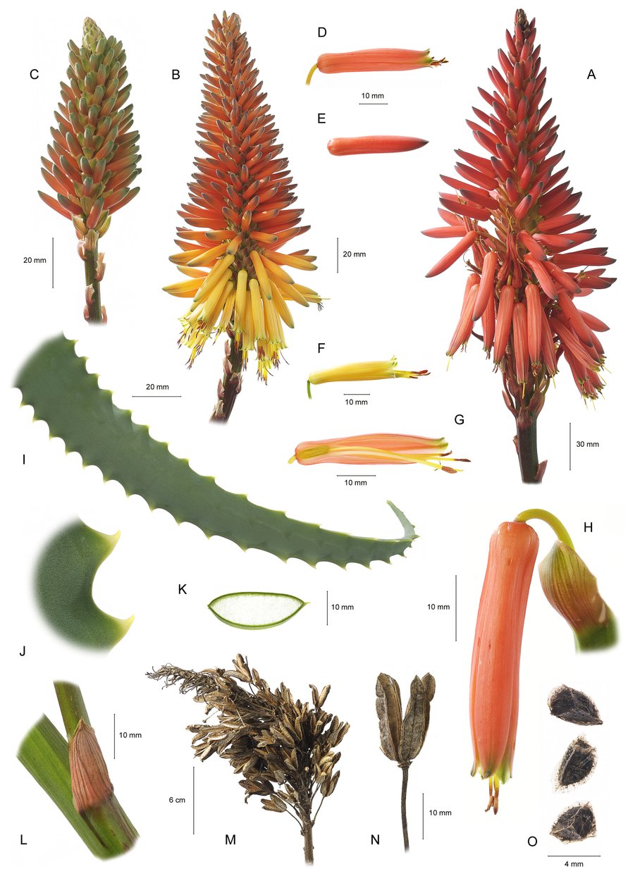 Kasvitieteellinen lauta / Aloe arborescens / Aloe arborescent tekijältä Unbekannt